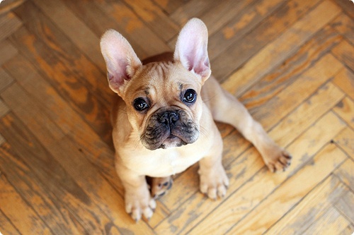 French Bulldog!