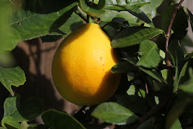 meyer lemon tree lilyfield life
