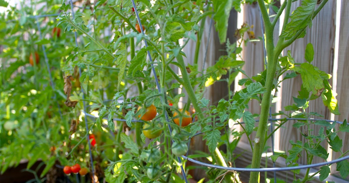 adventuruss: square-foot gardening.