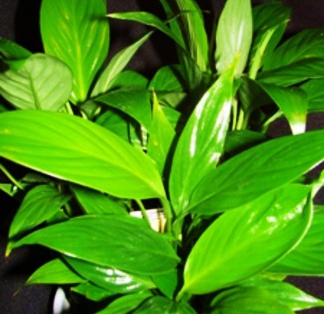 Suzy Homefaker SHINY HOUSEPLANT LEAVES