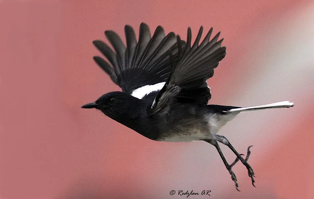 Oriental Magpie Robin Flying happily during Holiday Session