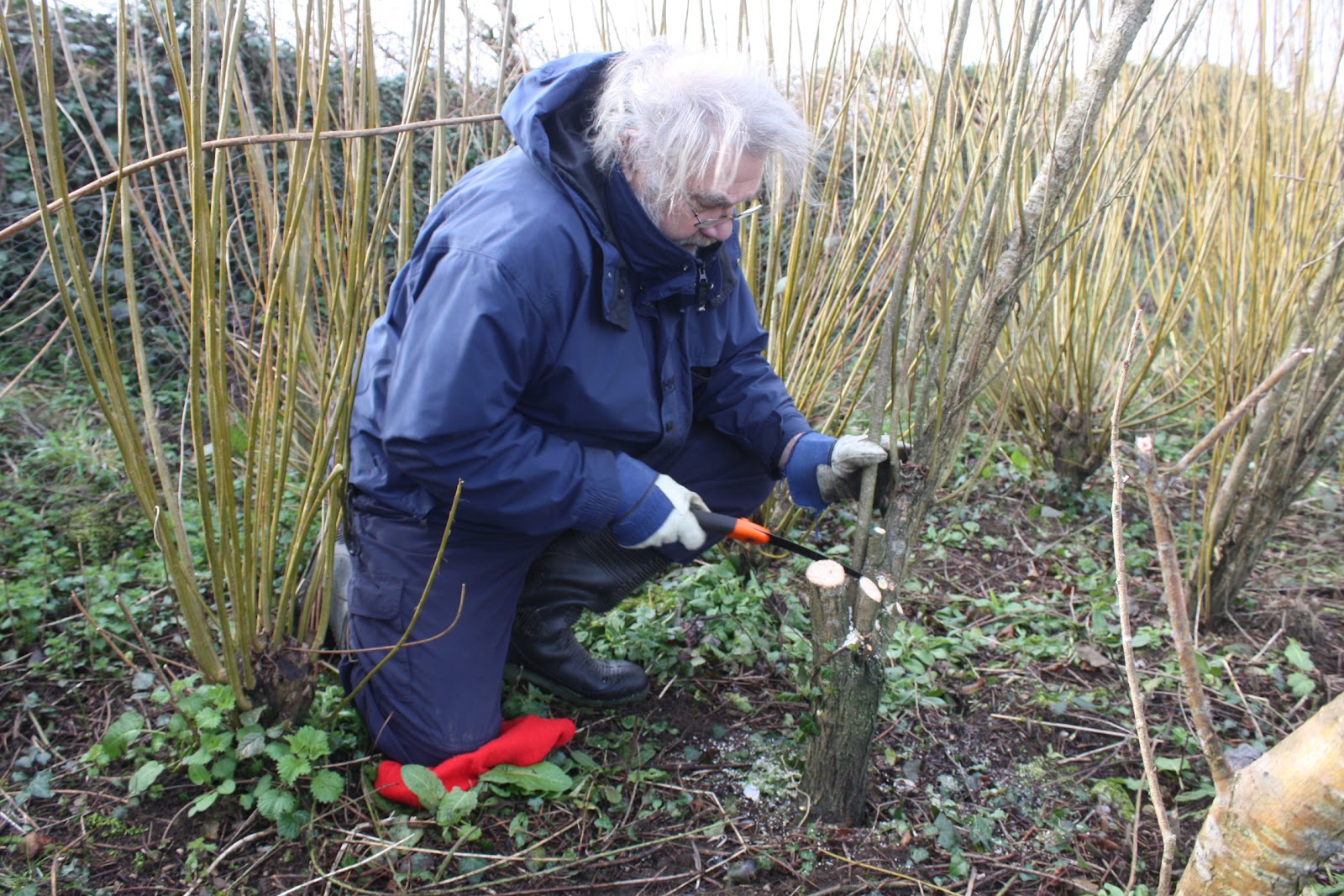 Bosavern Community Farm Coppicing willow with the Wild Penwith