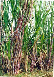 SUGARCANE