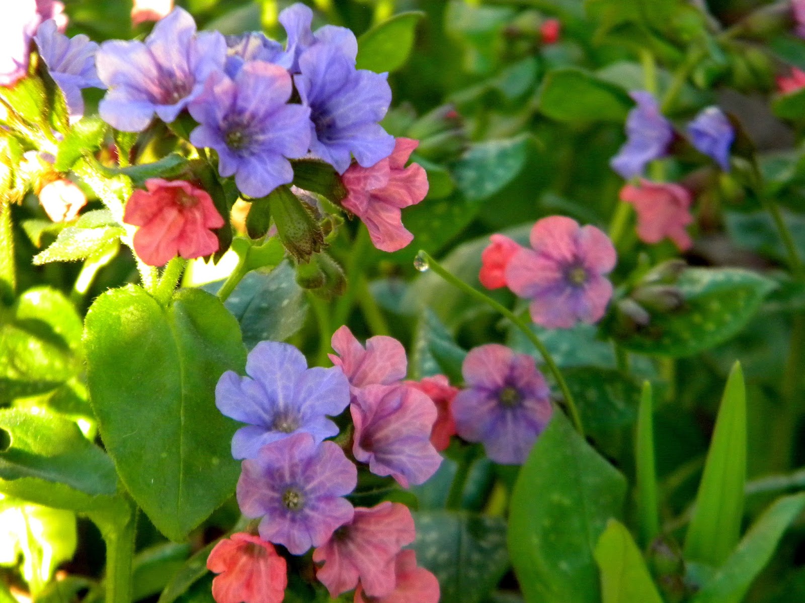 The Northern New York Gardener Ground CoversAnd I Don't Mean Snow!