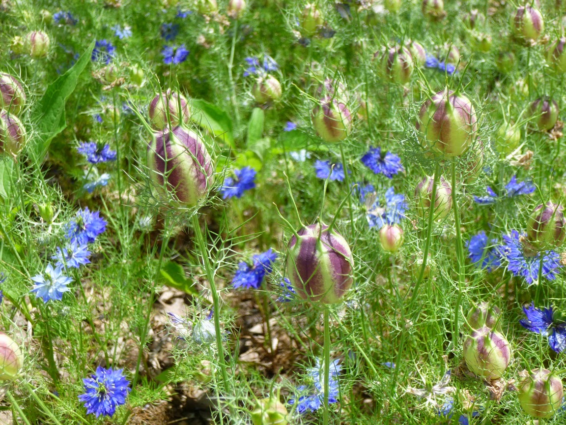 Close-up on Love-in-a-Mist seedpods