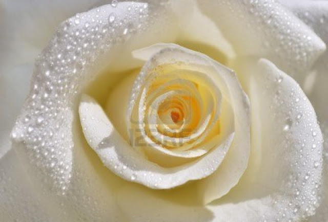 white rose