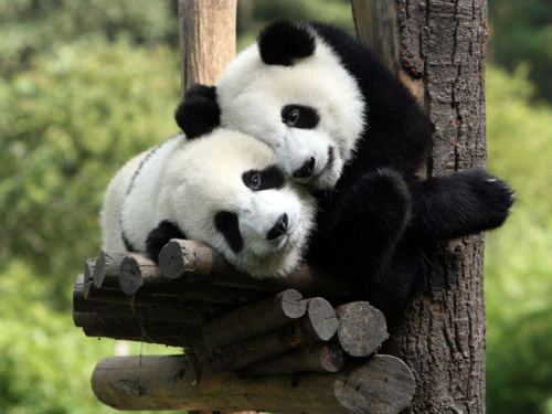 panda-cuddles.jpg