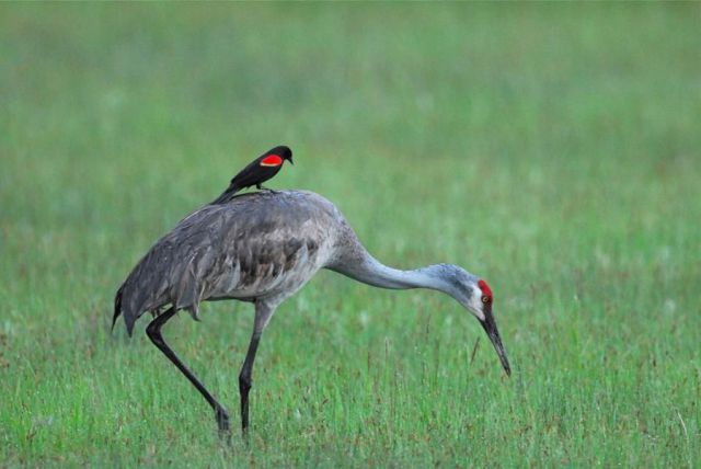 All+Type+Of+Funny+Animals+Photos+%25285%2529 All+Type+Of+Funny+Animals+Photos+%25285%2529