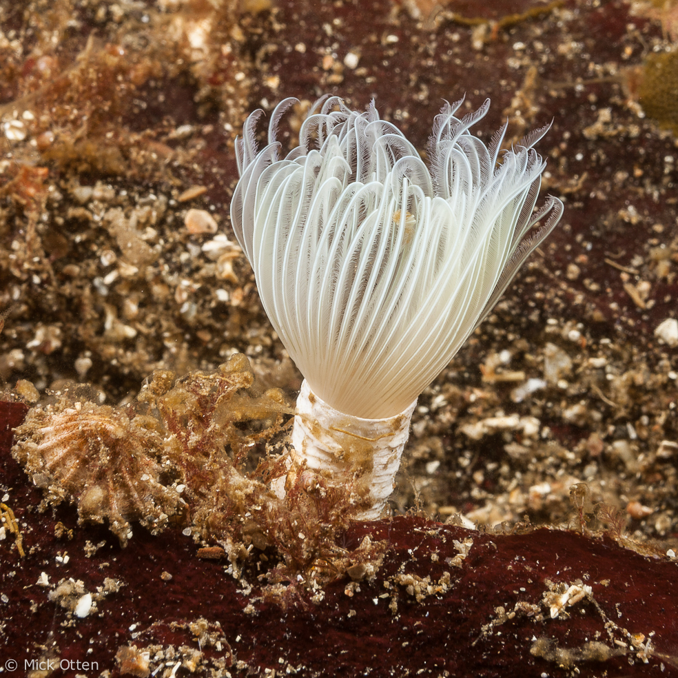 Mick's marine biology Beautiful tube dwelling worms