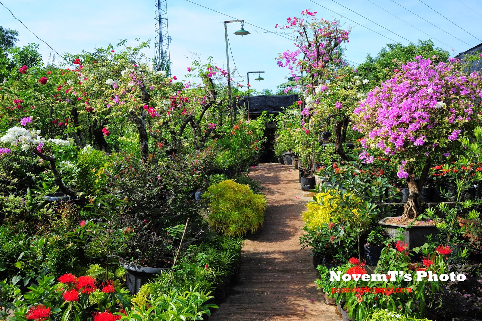 Berburu Tanaman Hias di Pusat Tanaman Hias BSD - PapaieL
