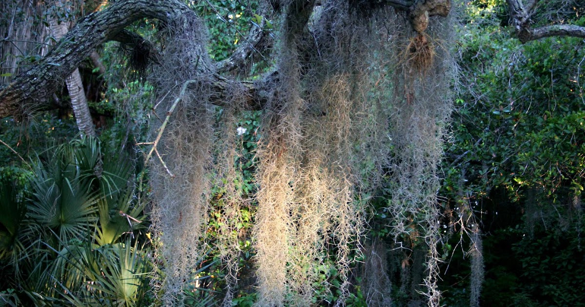 Mad Snapper Spanish Moss
