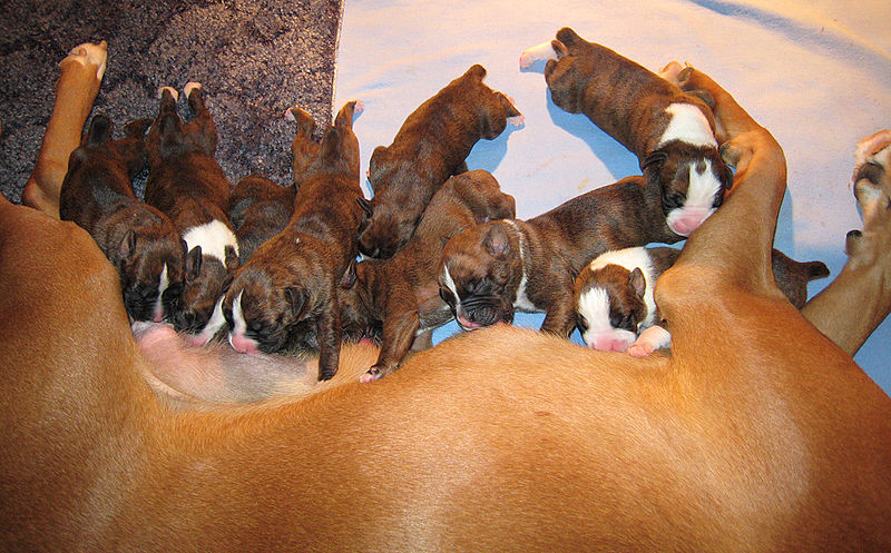 Weiner Dog Bed Weiner Dog Bed