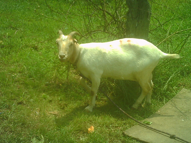 half a goat