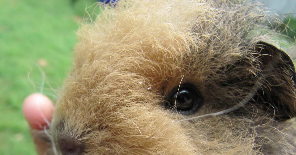All Things Guinea Pig Noses