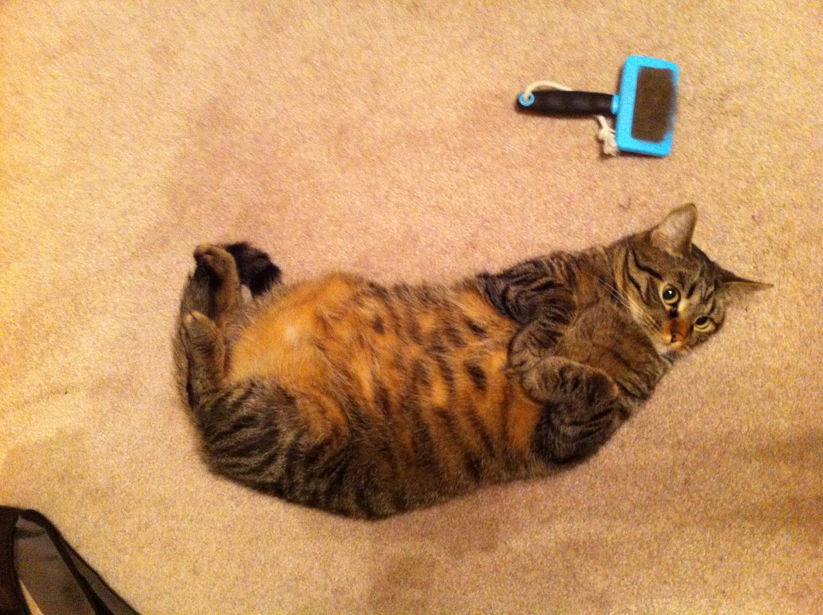 9 Signs Your Cat Loves You And How To Show Her That You Do Too