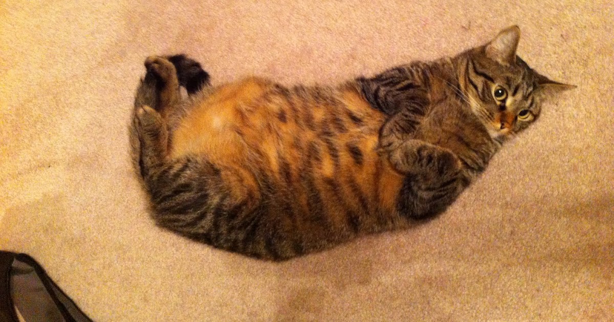 The Life and Times of Trebble the Cat Big belly!
