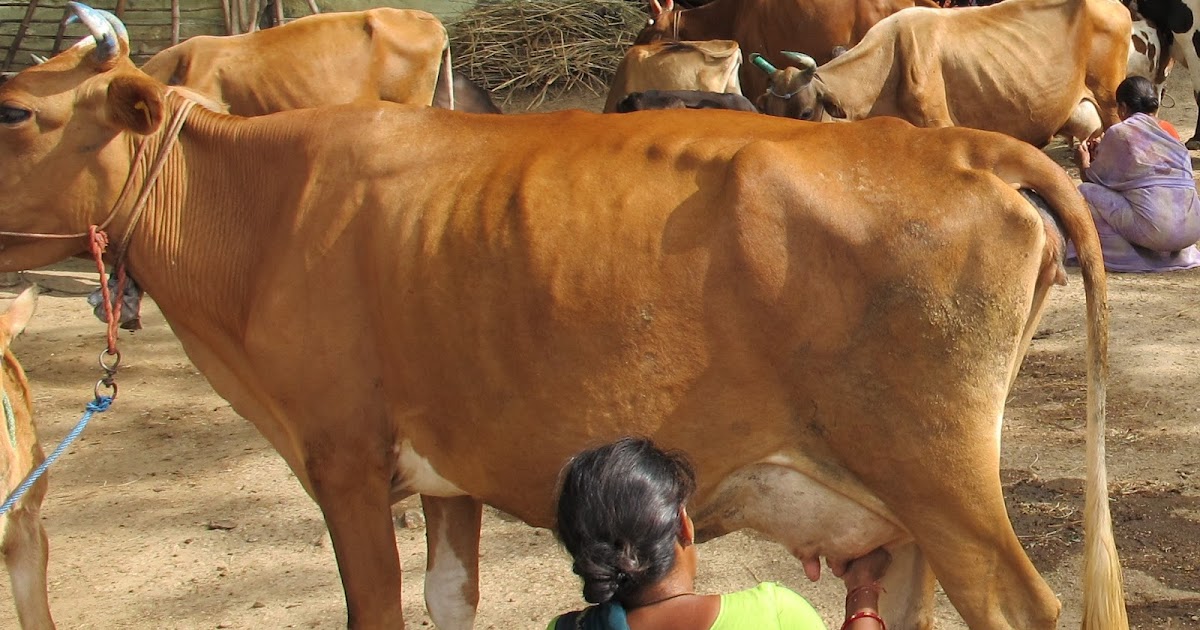 NGO News blog, NewsLine Cross breed Jersey cows suitable for Tamilnadu
