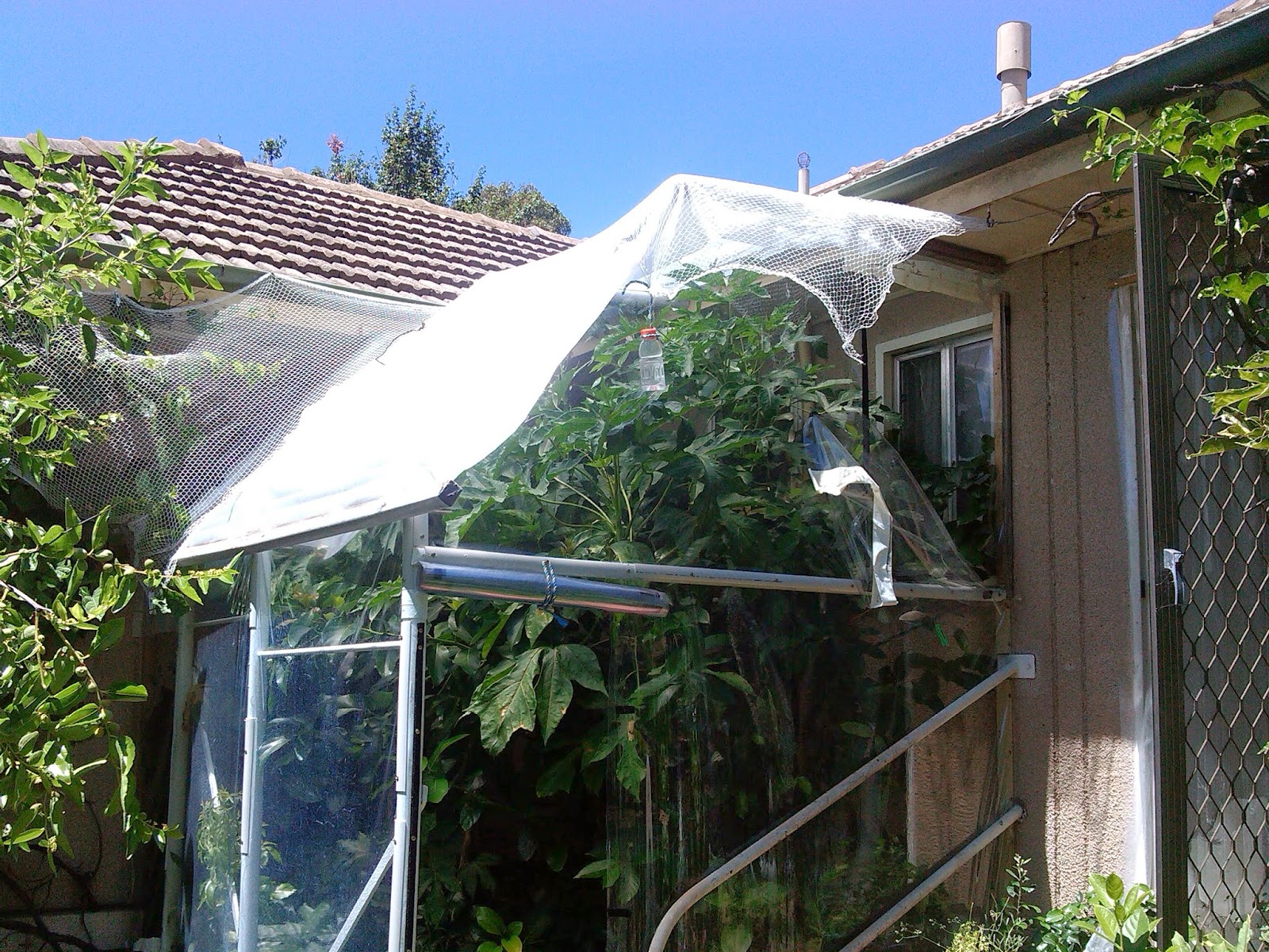 Mark O'Connor Australian Poet Huge Harvest of Pawpaw/Papaya in cold