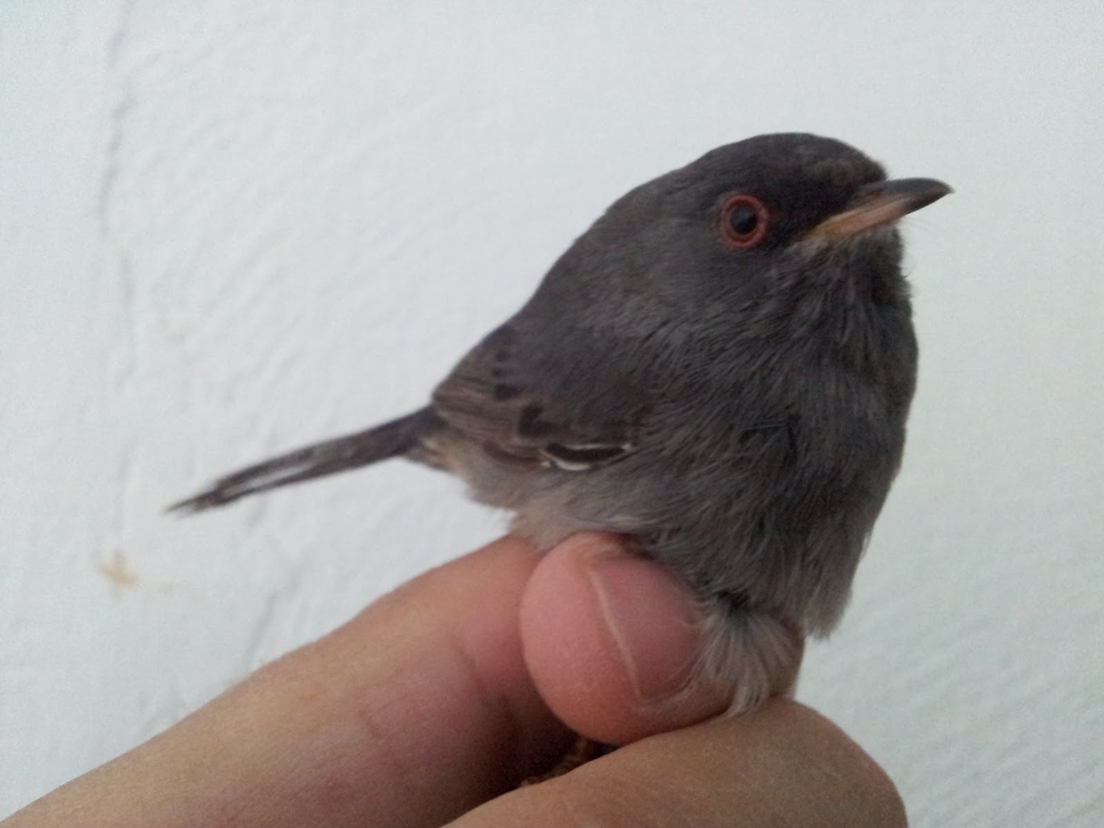 Anillamiento de SYLVIA SARDA en la Isla de Tabarca (Alicante, España