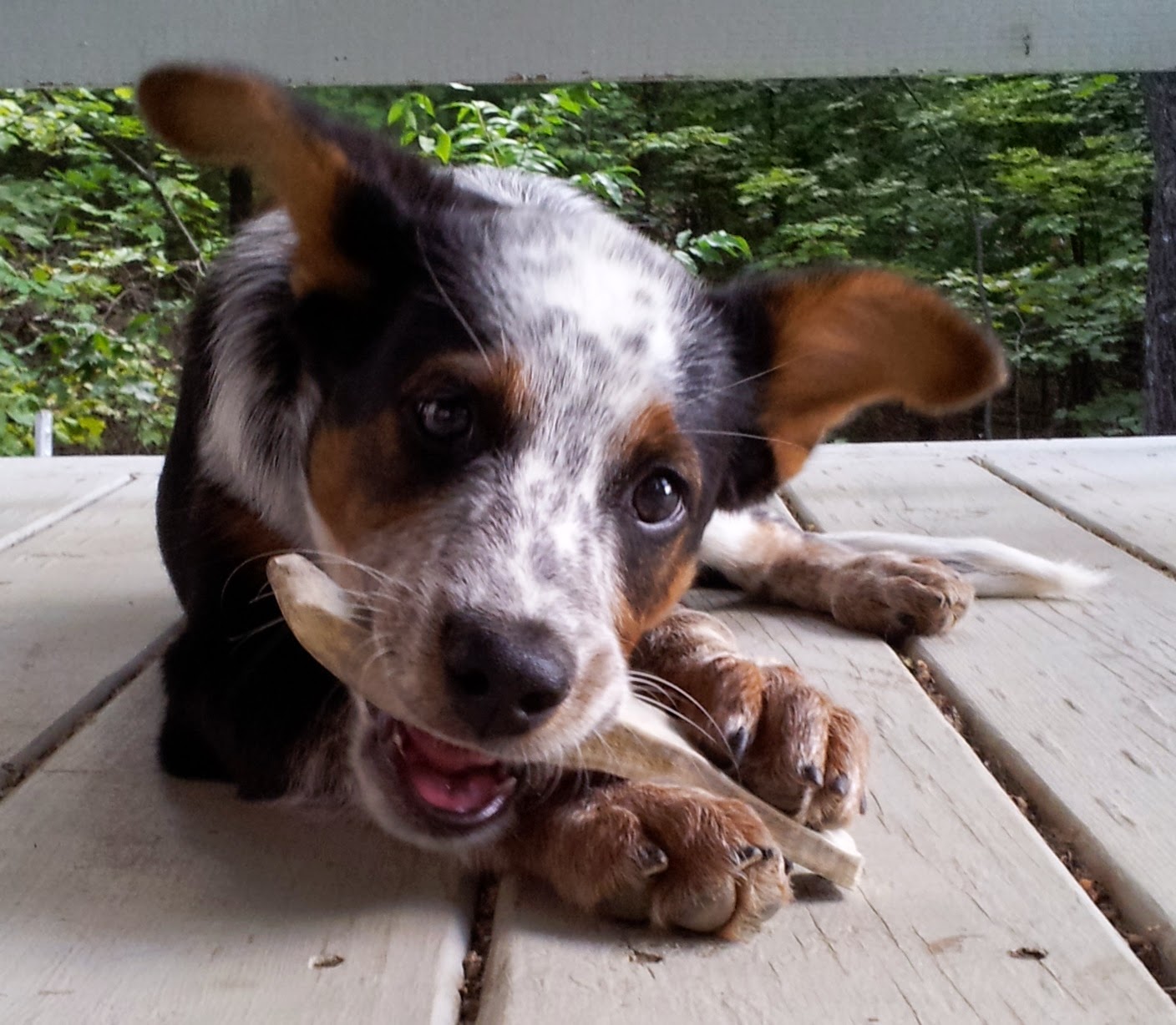 The Days of Johann, an agility dog! Best Bully Sticks' Moose Antlers Rock!