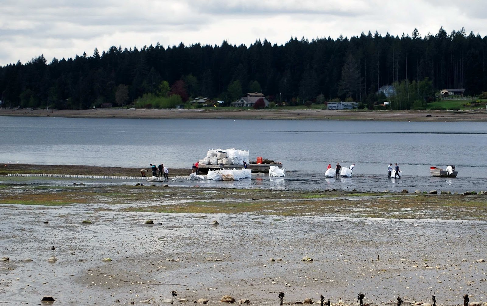 Protect Our Shoreline News Burley Lagoon Shoreline Master Program
