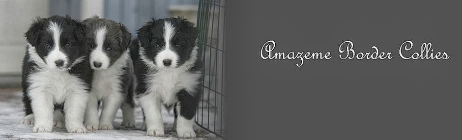 Amazeme Border Collies