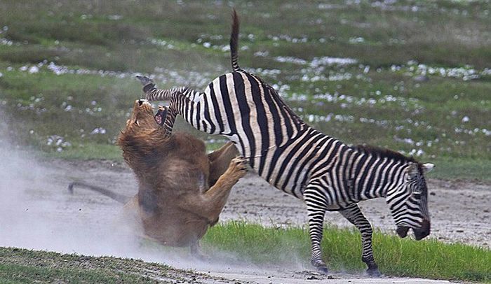 Lion Hunt Zabera Lion Hunt Zabera