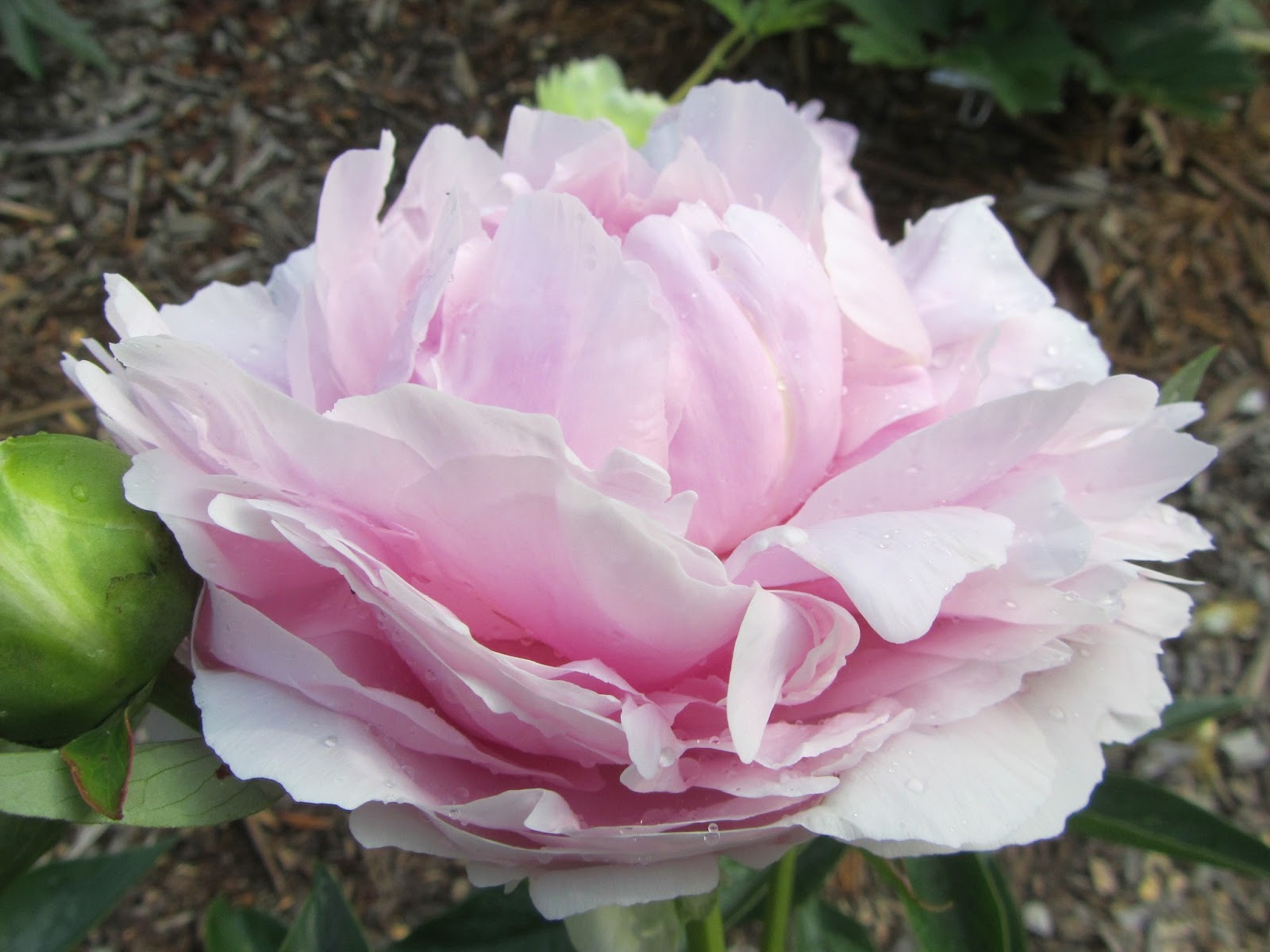 Southern Peony 2013 Peony Blooms Late Week 6