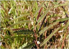 CASSIA MIMOSOIDES L.