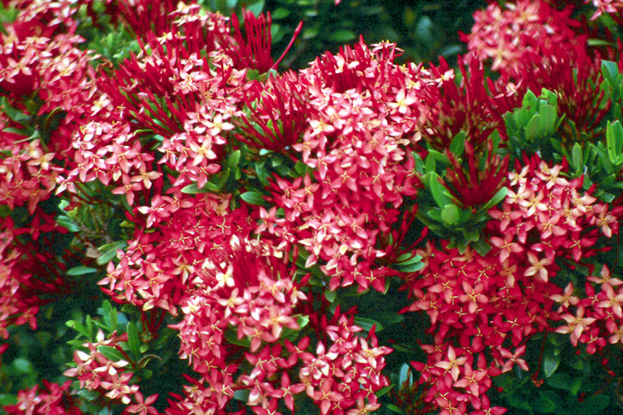 ixora good for hedges, many color options Hawaii landscape, Hedges