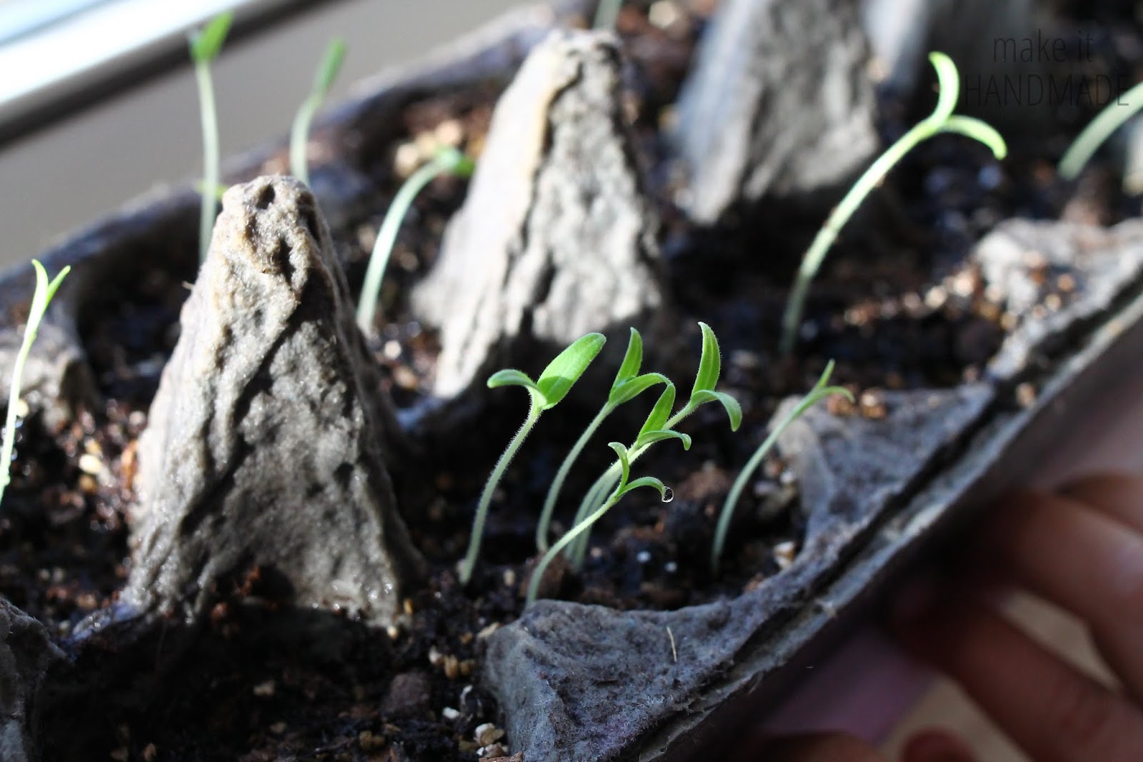 Make It Handmade Starting Seeds in Egg Cartons