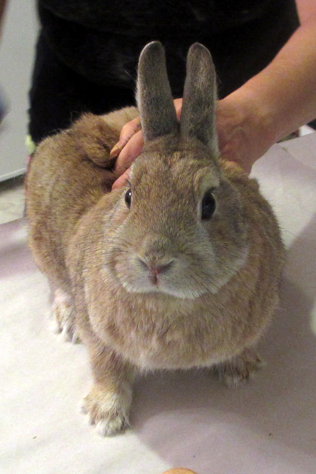 Rabbit Ramblings Adventures in bunny grooming