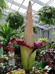 Amorphophallus Titanum