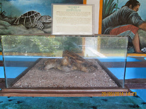 "BOOMER" the first turtle mascot of the "Turtle Conservation project".