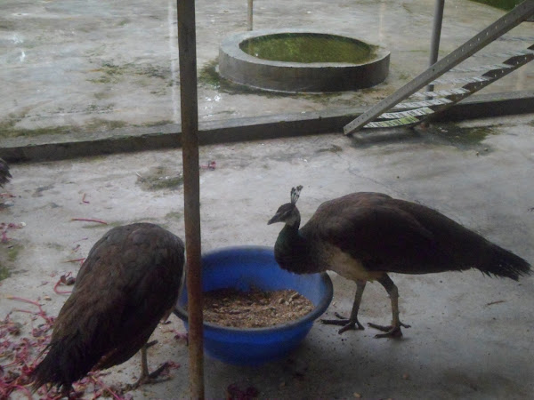 peacocks, peacock farming, peacock picture, photo of peacock, raising peacock, peacock rearing