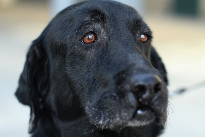 Dog Getting Fat For No Reason Dog Getting Fat For No Reason