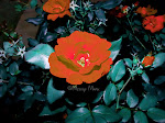 Prints for sale Here (click on the ROSE)