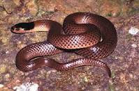 Mengenali Haiwan Haiwan Bersisik