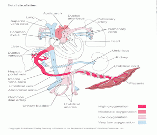 Mbbs, BDS, B-Pharma Notes: Lecture Two: Major Milestones in Human