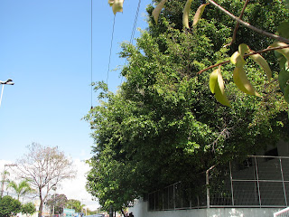 Análise de Risco para poda de árvores