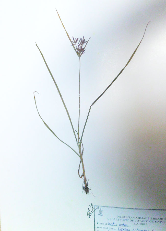 How to write botanical names