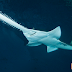 WATCH: Sailors caught the moment when a 14ft Sawfish surfaces from the sea!!!!