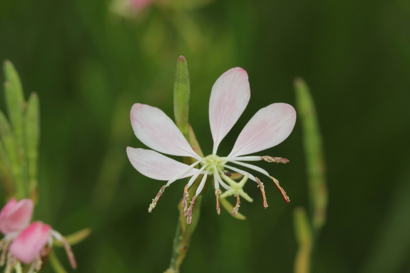 Red�s Good Vs. Evil Cow Barn Chigger Chow and Gaura