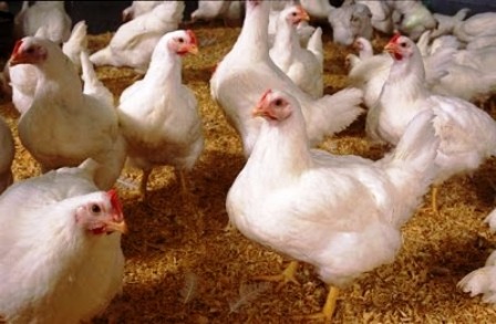 Dinara Agro Farm Panduan Dan Teknik Menternak Ayam Pedaging