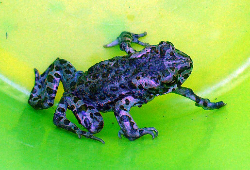 Five Legged Frog
