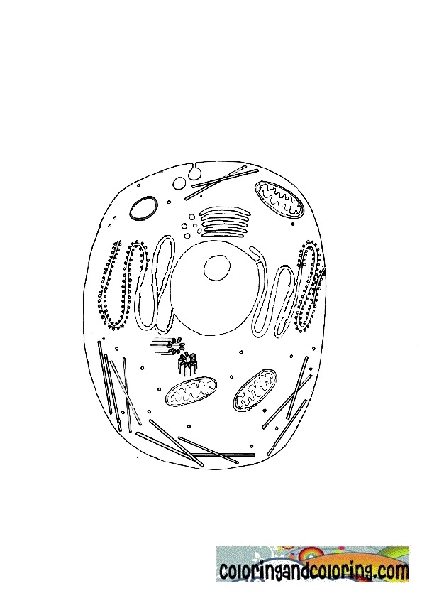 Unlabeled Plant Cell Coloring Pages Unlabeled Plant Cell Coloring Pages