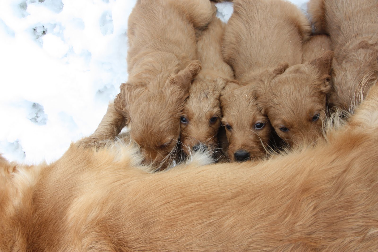 Goldendoodles by Rosie Lots of pictures of puppies in the snow