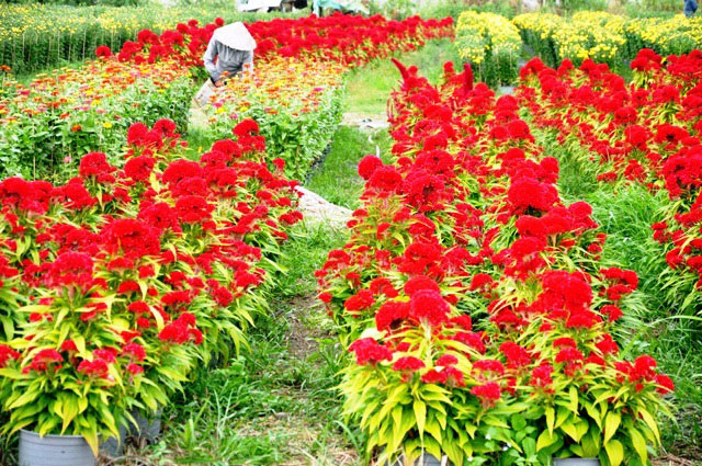 [Image: Dep-nhu-tranh-voi-canh-dong-hoa-xuan-o-Sai-Gon-12.jpg]