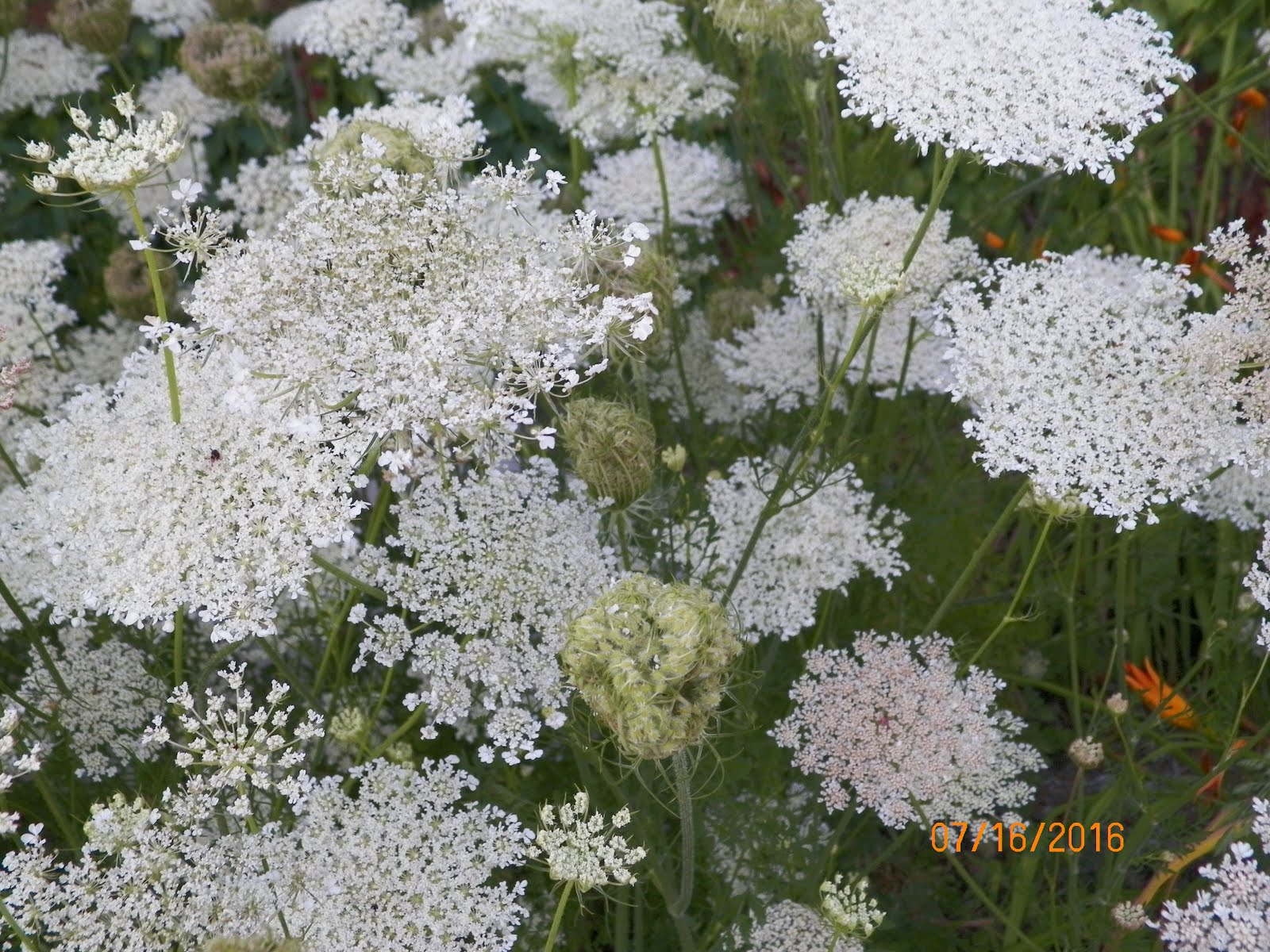 QUEEN ANNE LACE