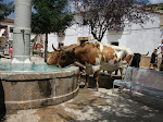 ASOCIACIÓN DE AMIGOS DEL TORO DE REÍLLO